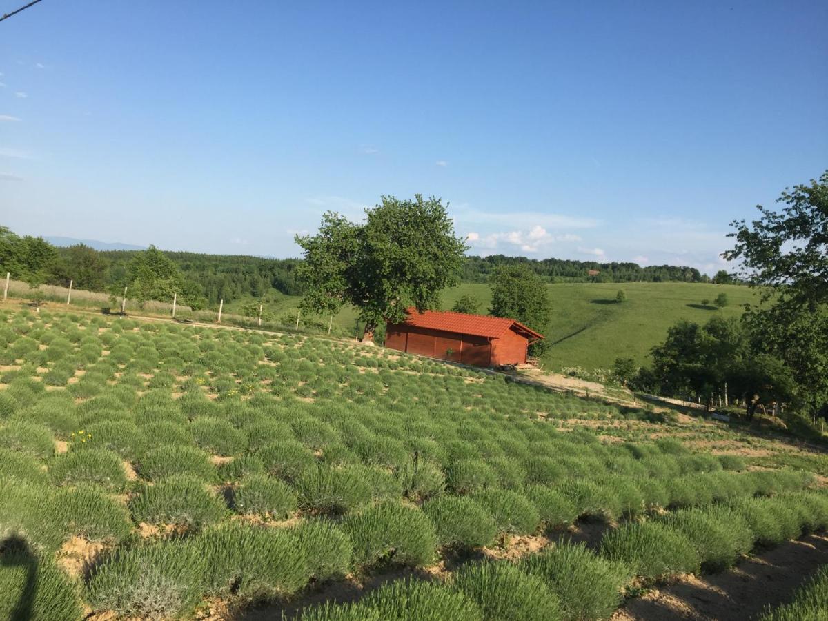 Bed and Breakfast Rose Hip Hill Farm Valea Tirnei Экстерьер фото