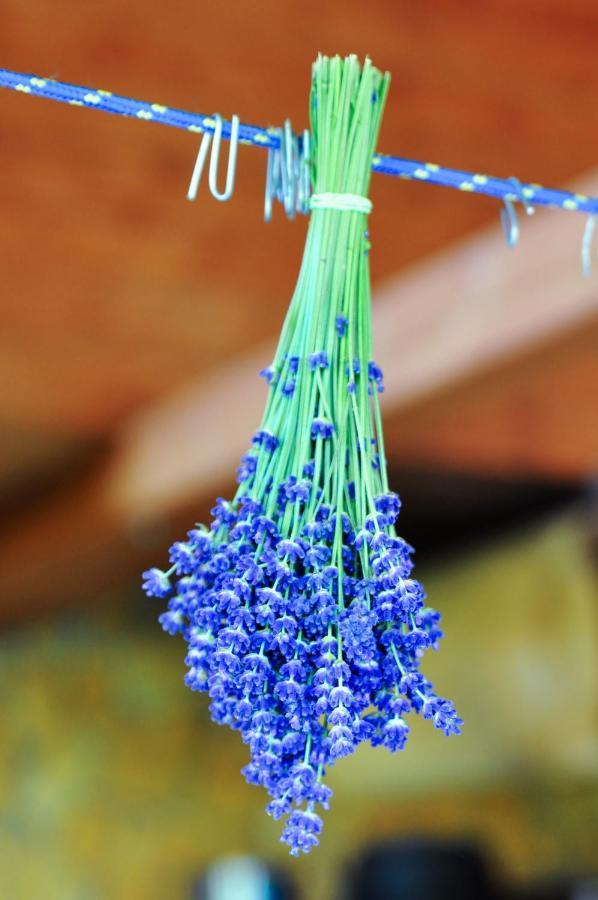 Bed and Breakfast Rose Hip Hill Farm Valea Tirnei Экстерьер фото